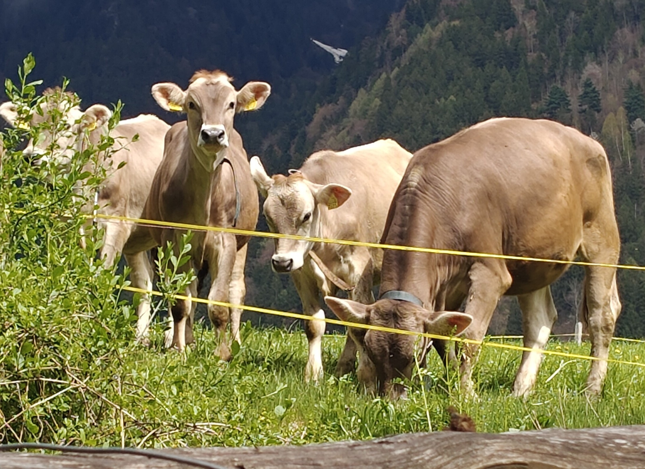 Kuh auf der Weide